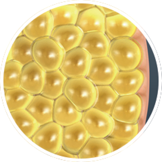 Cryolipolyse - Fat Freezing Brabant
